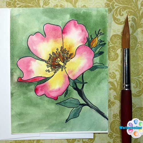 wild-rose